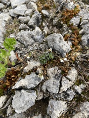 Draba lonchocarpa