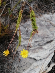 Ursinia punctata