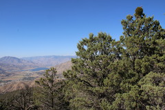 Cupressus nevadensis