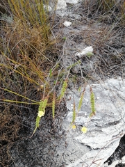 Ursinia punctata