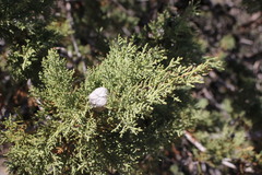Cupressus nevadensis