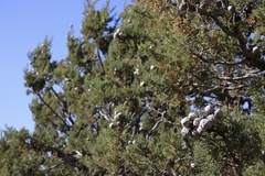 Cupressus nevadensis