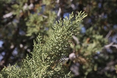 Cupressus nevadensis