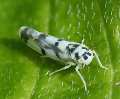 Eupteryx atropunctata