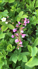 Chamaecytisus purpureus