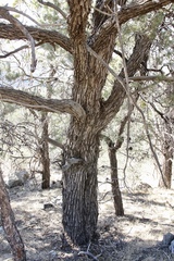 Cupressus nevadensis