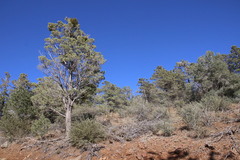 Cupressus nevadensis
