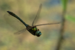 Cordulia aenea aenea