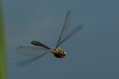 Cordulia aenea aenea