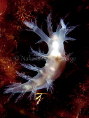 Dendronotus lacteus