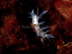 Dendronotus lacteus