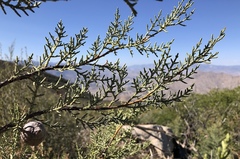 Cupressus nevadensis