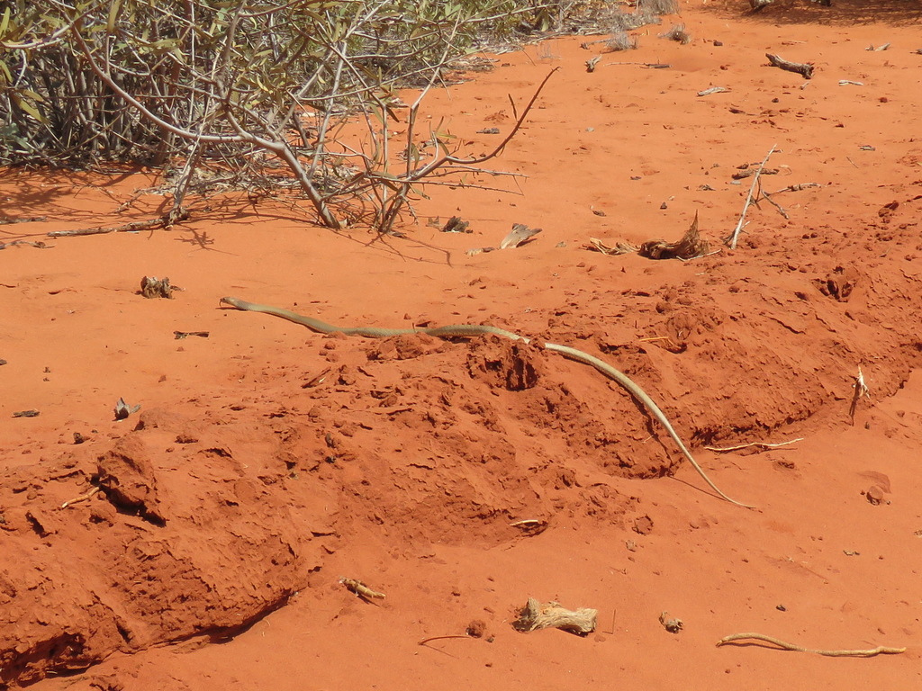 Western Brown Snake