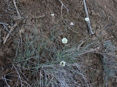 Calystegia longipes