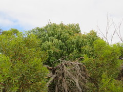 Brachychiton gregorii