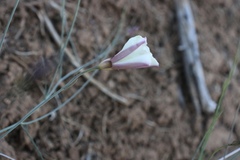 Calystegia longipes