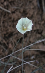 Calystegia longipes