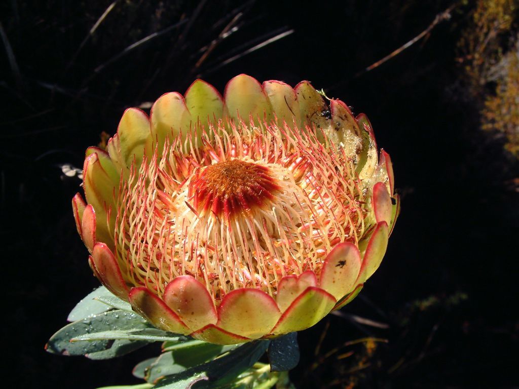 Protea sect. Craterifolia