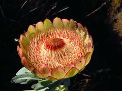 Protea effusa