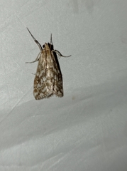 Evergestis frumentalis