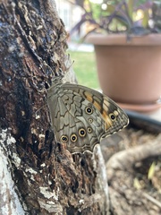 Kirinia roxelana