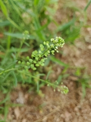 Lepidium