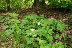 Astrantia major