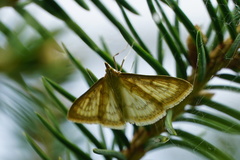 Paratalanta pandalis