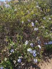 Plumbago auriculata