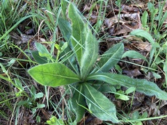 Hieracium longipilum