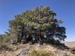 Cupressus nevadensis