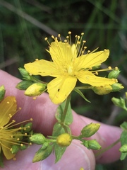Hypericum pseudomaculatum