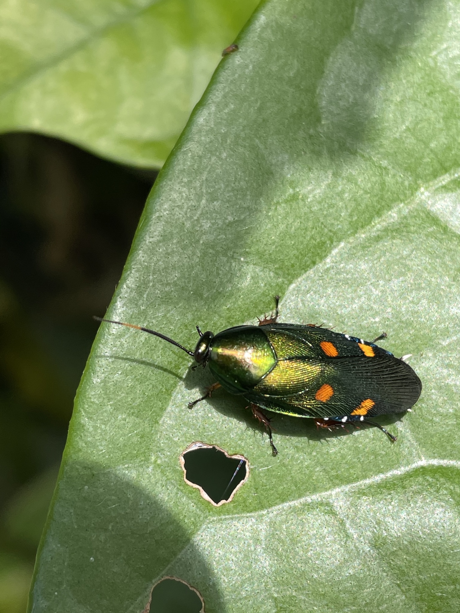 Eustegasta buprestoides · iNaturalist