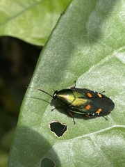 Eustegasta buprestoides