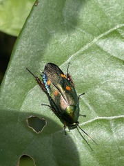 Eustegasta buprestoides