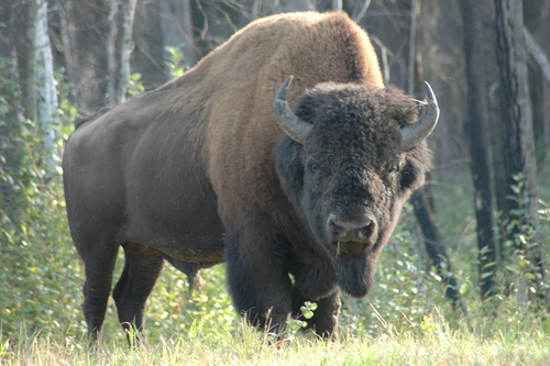 wood bison图片
