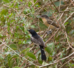 Northern Puffback photo 4