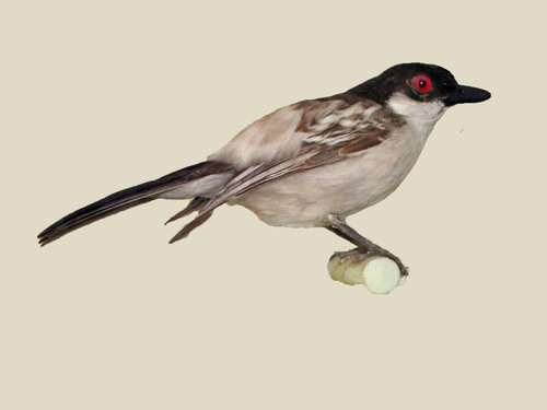 Northern Puffback
