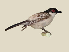 Northern Puffback photo 5