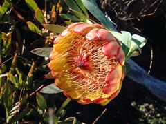 Protea effusa
