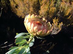 Protea effusa