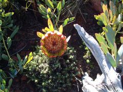 Protea effusa