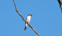 Lanius collurio
