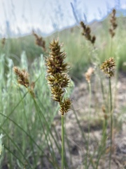 Carex colchica