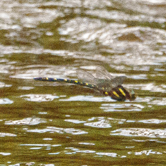 Cordulegaster maculata