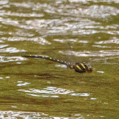 Cordulegaster maculata