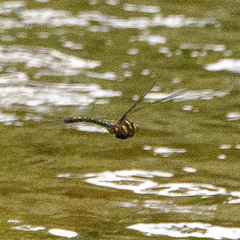 Cordulegaster maculata