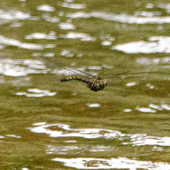 Cordulegaster maculata