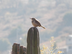 Campylorhynchus jocosus