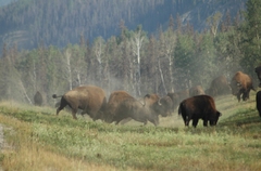 Bison bison athabascae